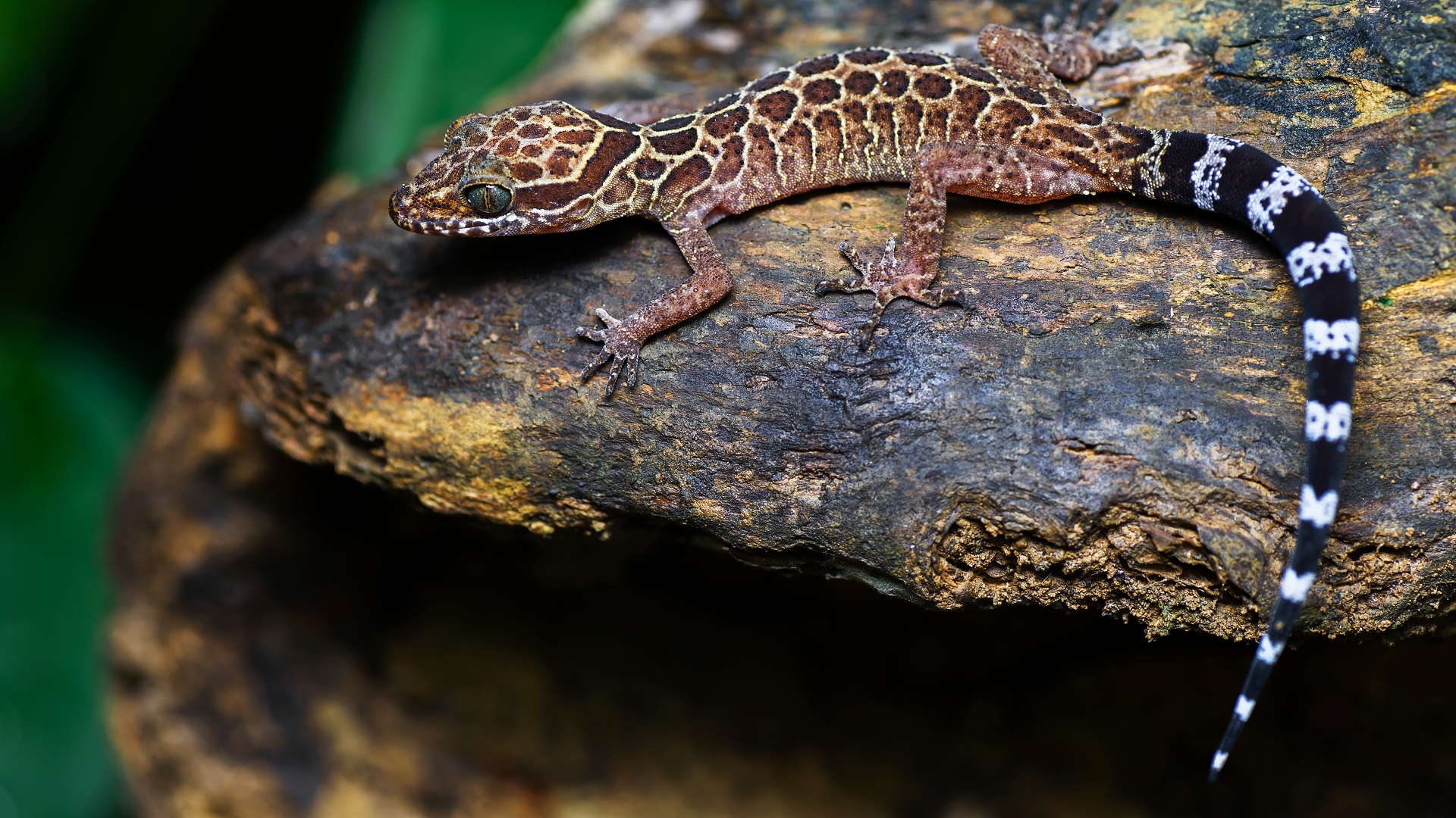 Vzácný gekon druhu Cyrtodactylus peguensis