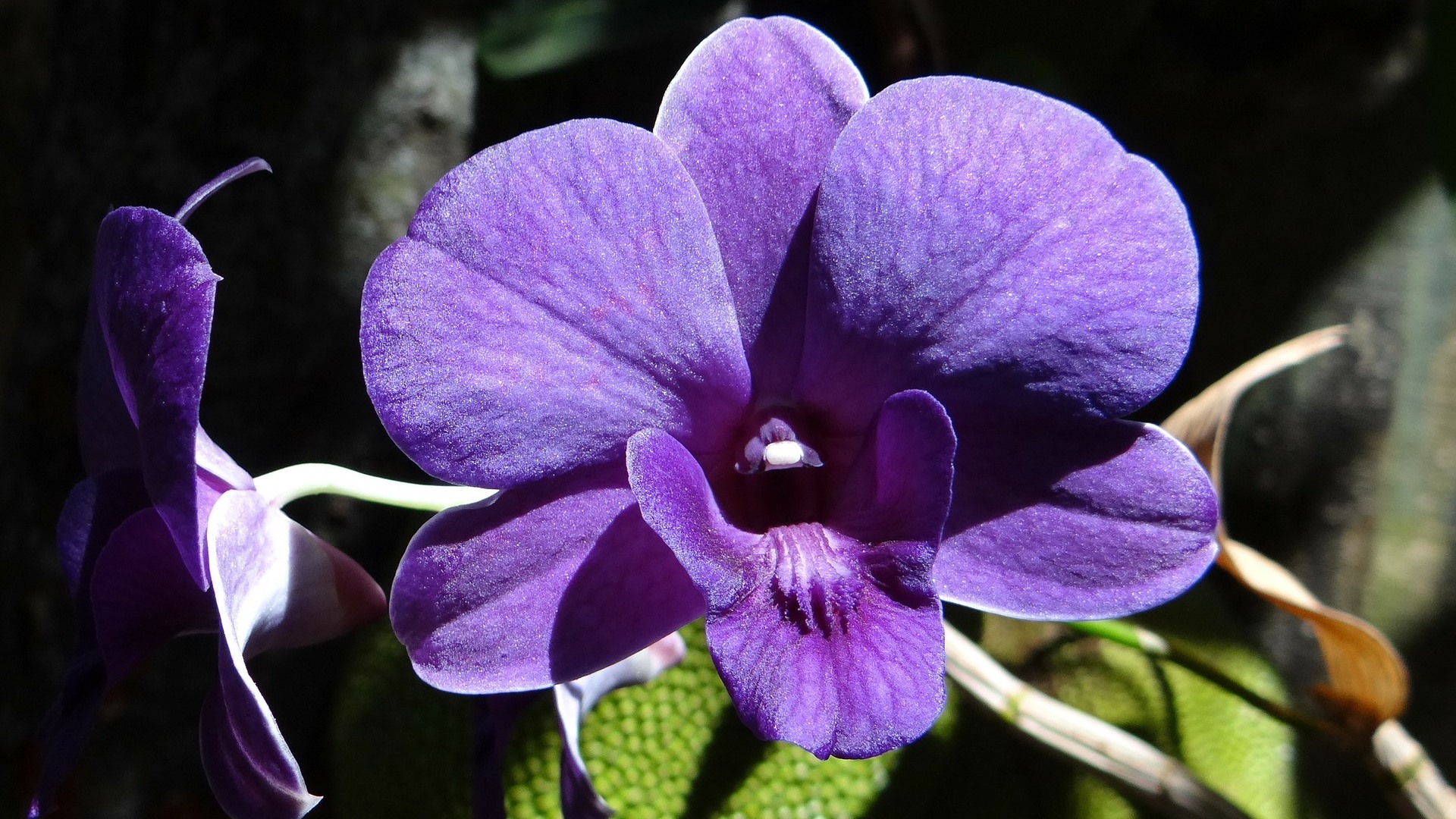 Orchidej - urychlená anestetiky?