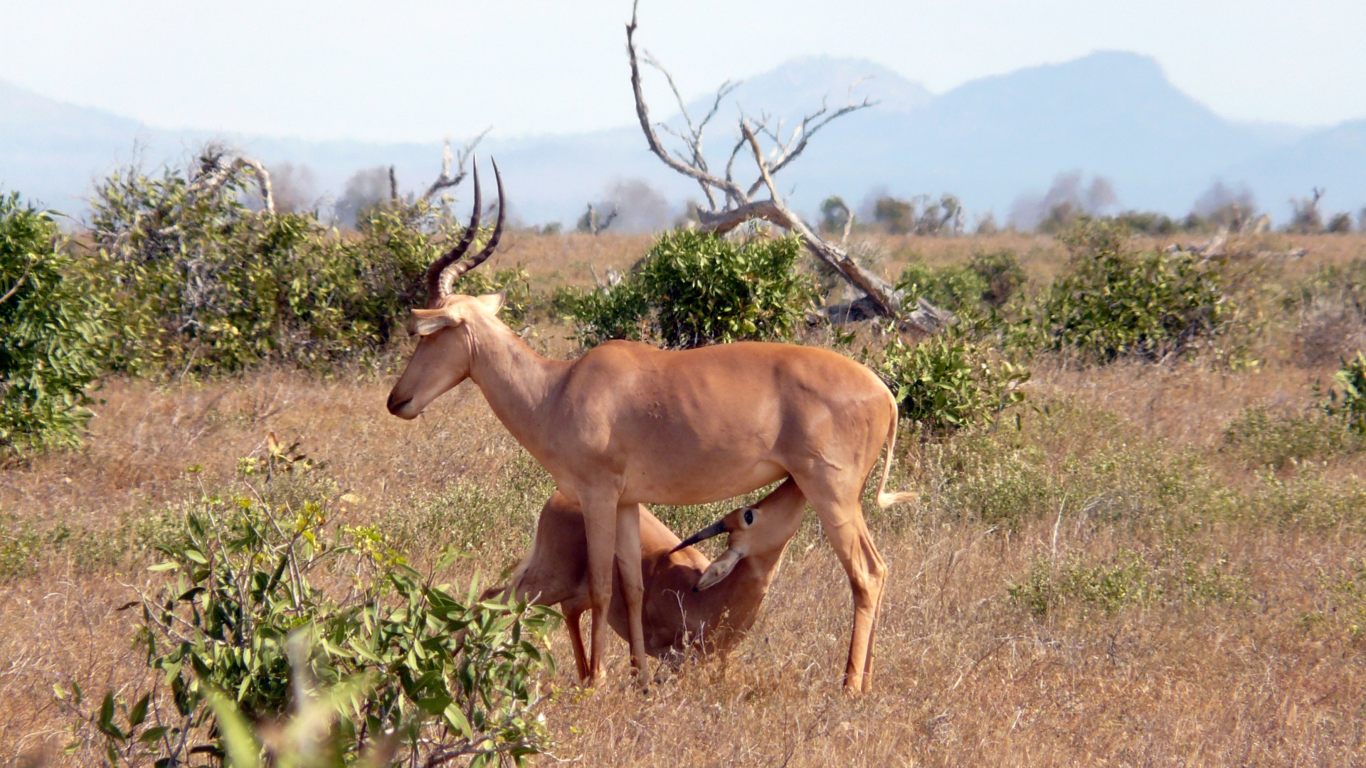 Hirola (Beatragus hunteri)
