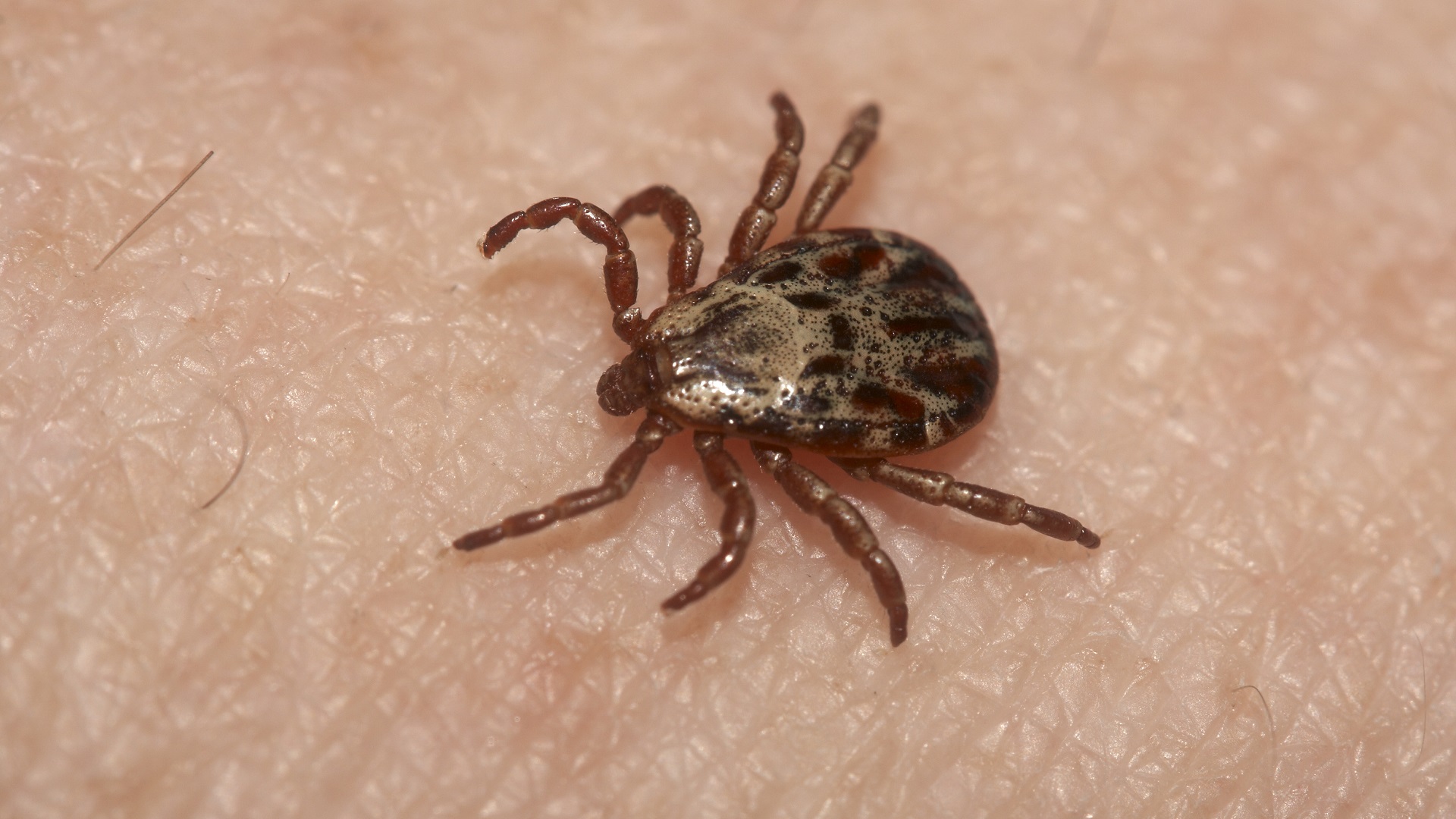 Bourbon virus přenášejí klíšťata.