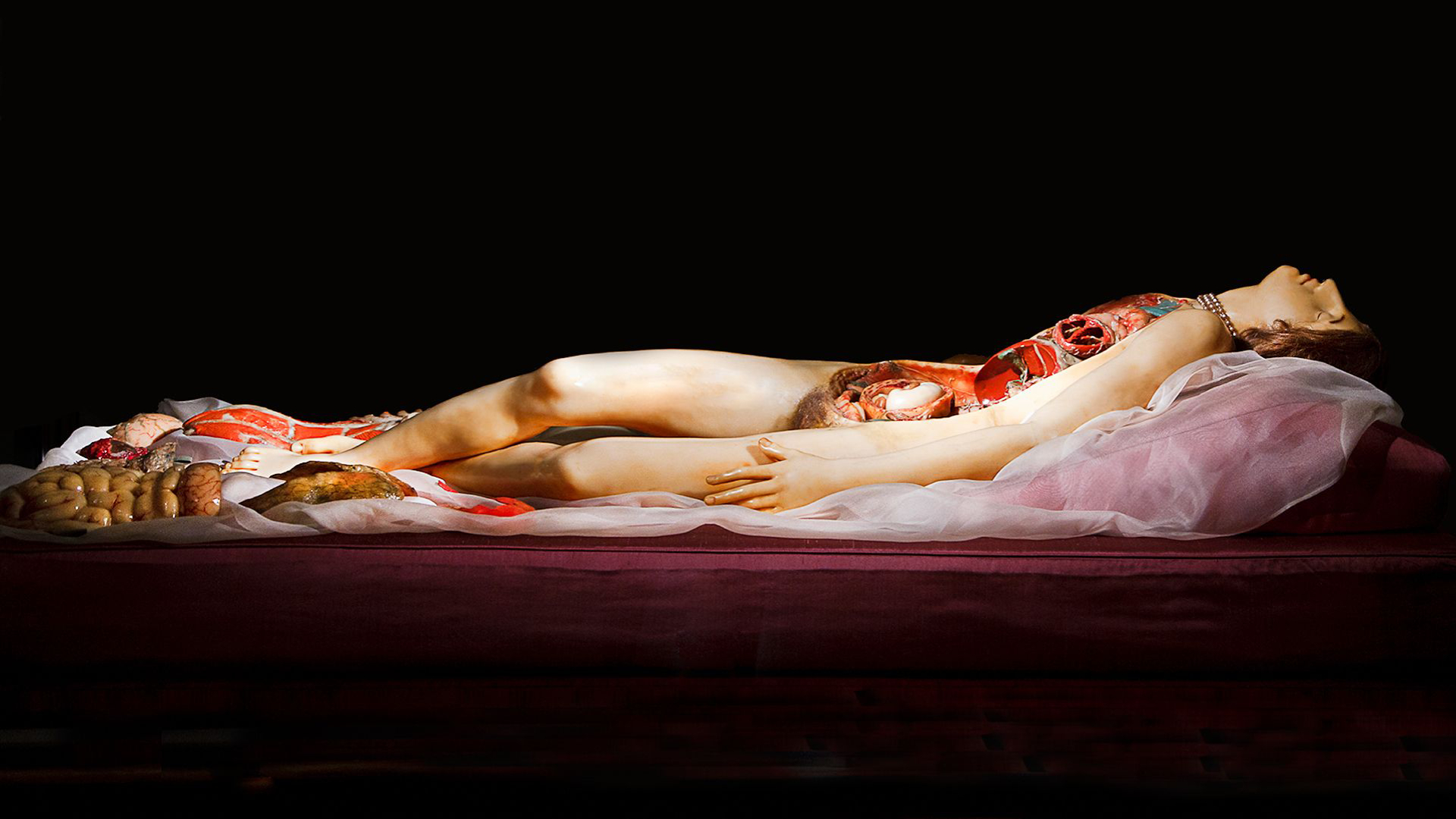Vosková anatomie