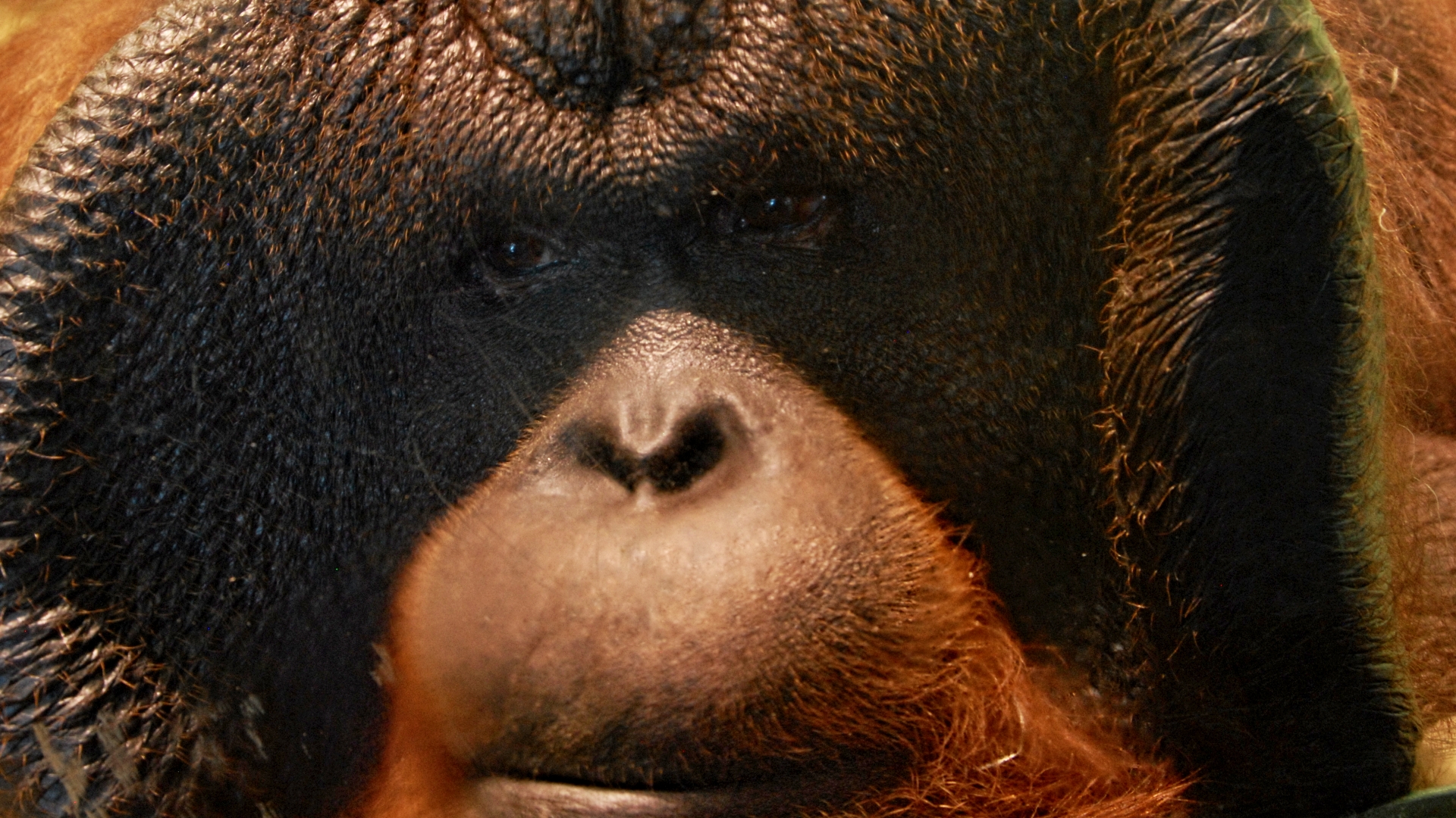 Orangutan sumaterský