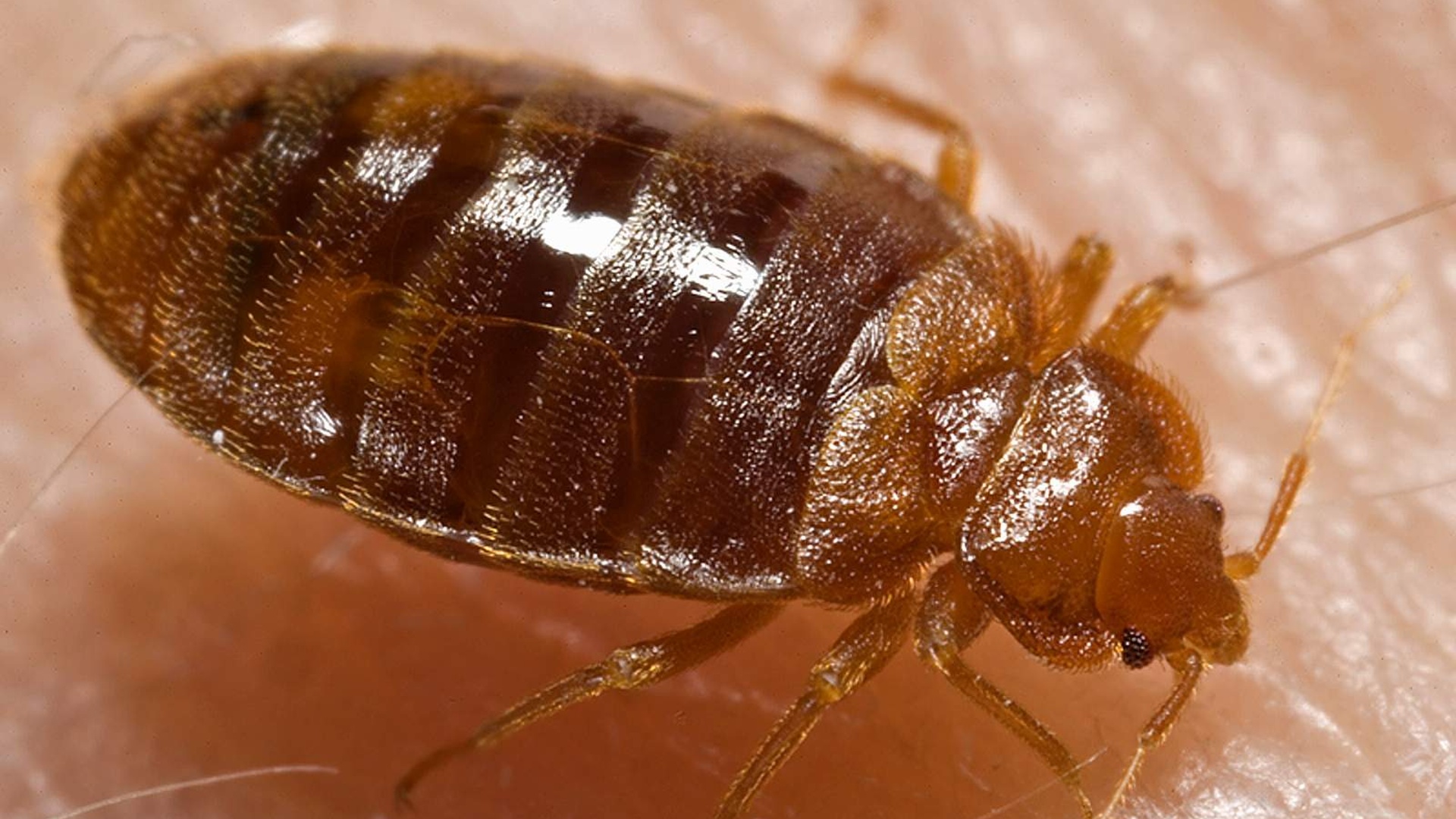 Štěnice domácí Cimex lectularius
