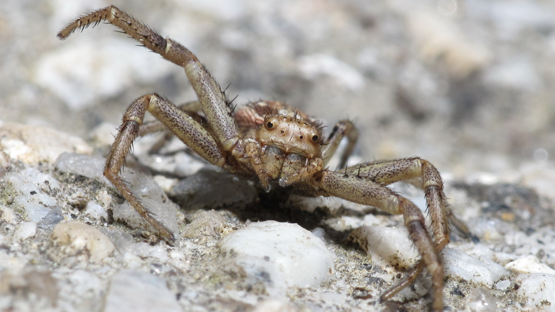 Pavouk druhu Xysticus cristatus