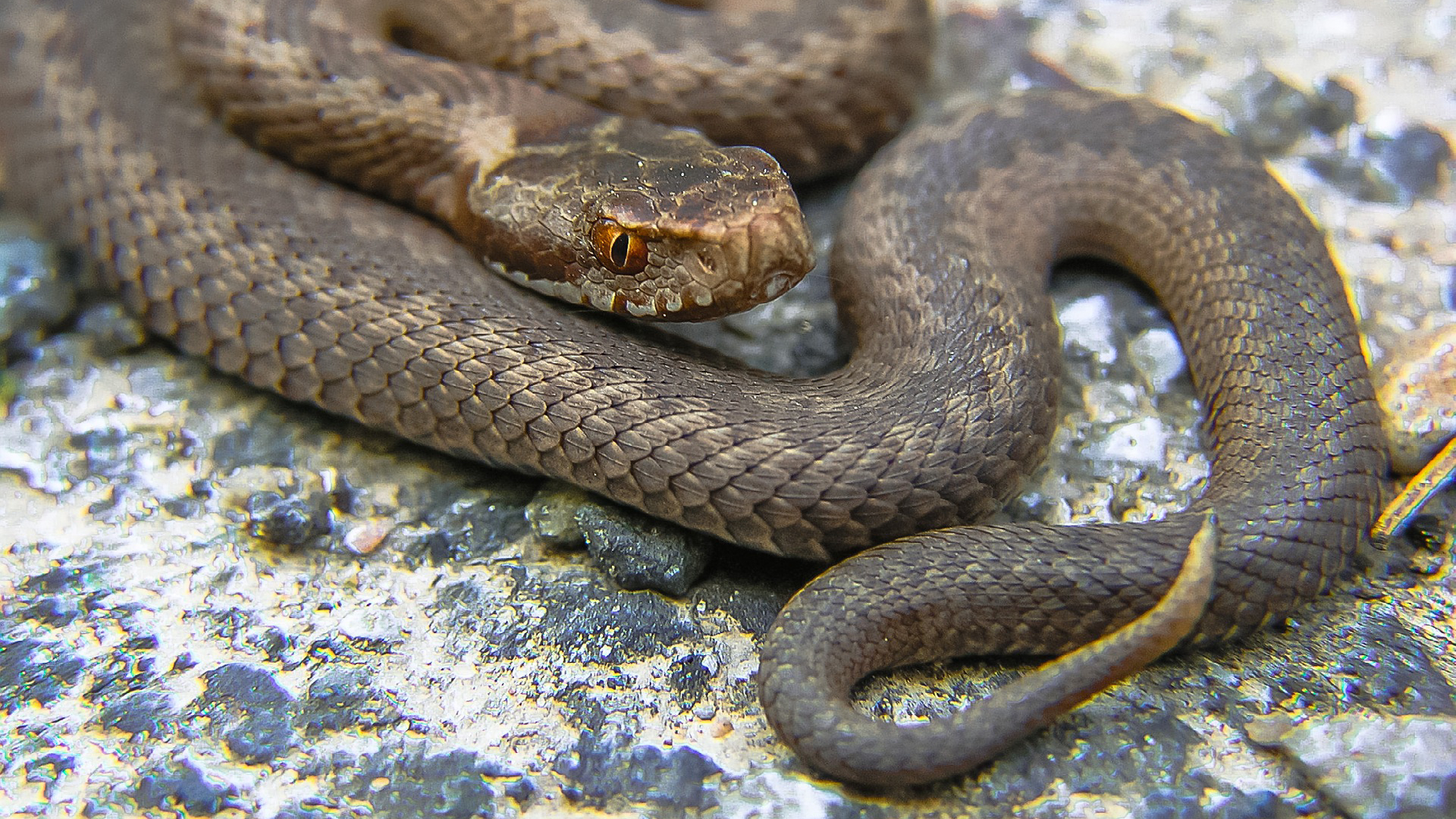 Zmije obecná (Vipera berus)
