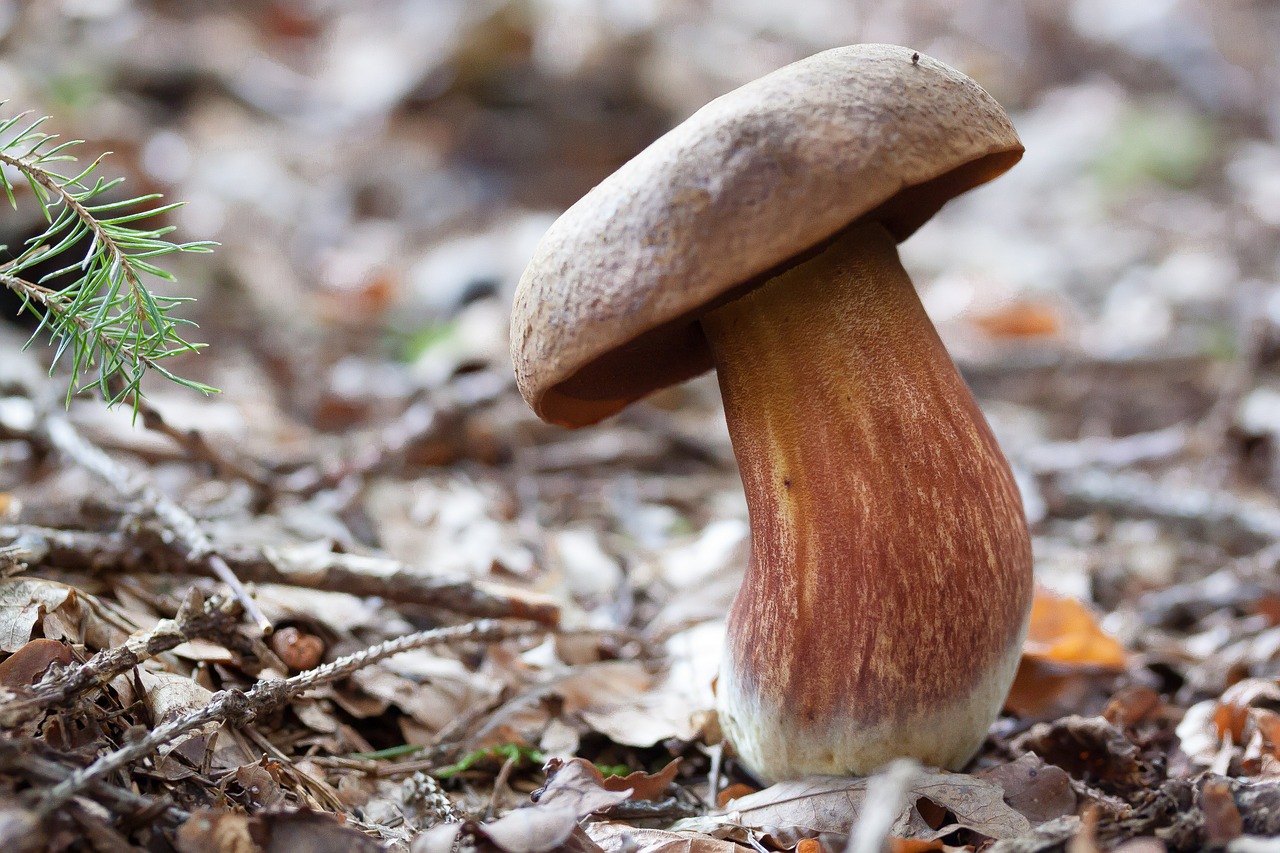 Jak dlouho mohou být čerstvé houby v lednici?