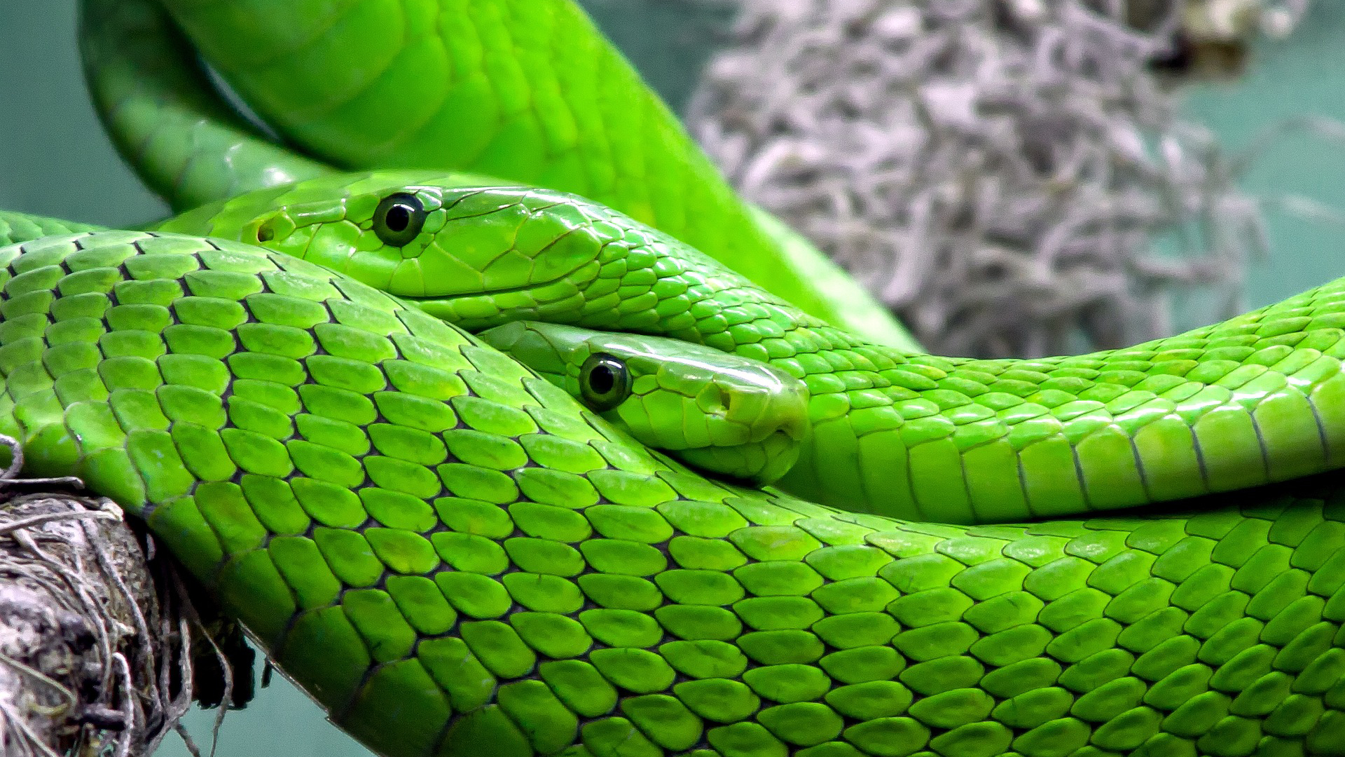 Mamba zelená