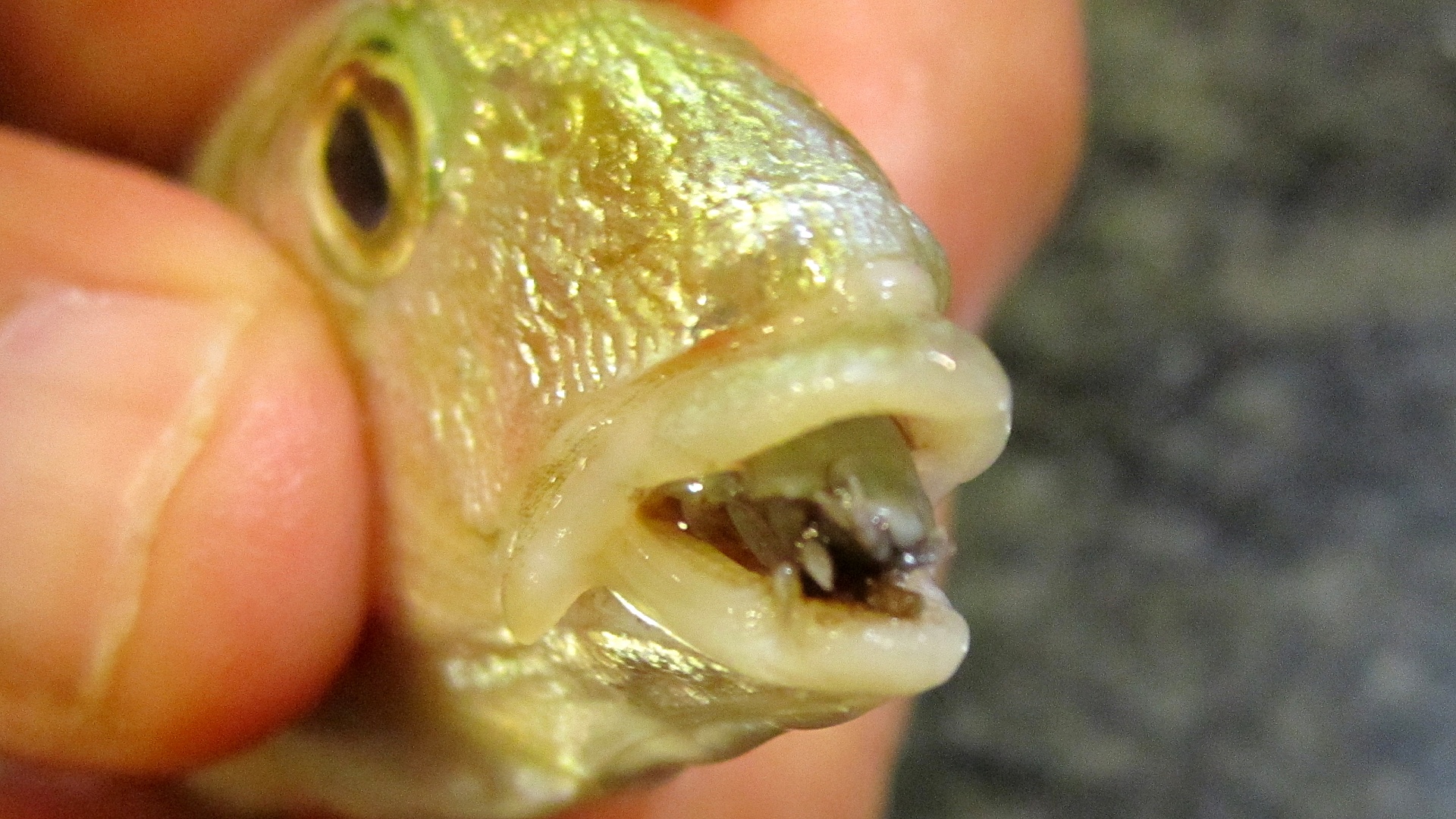 Parazit druhu Cymothoa exigua se uchytil místo jazyka v tlamce ryby druhu Lithognathus mormyrus