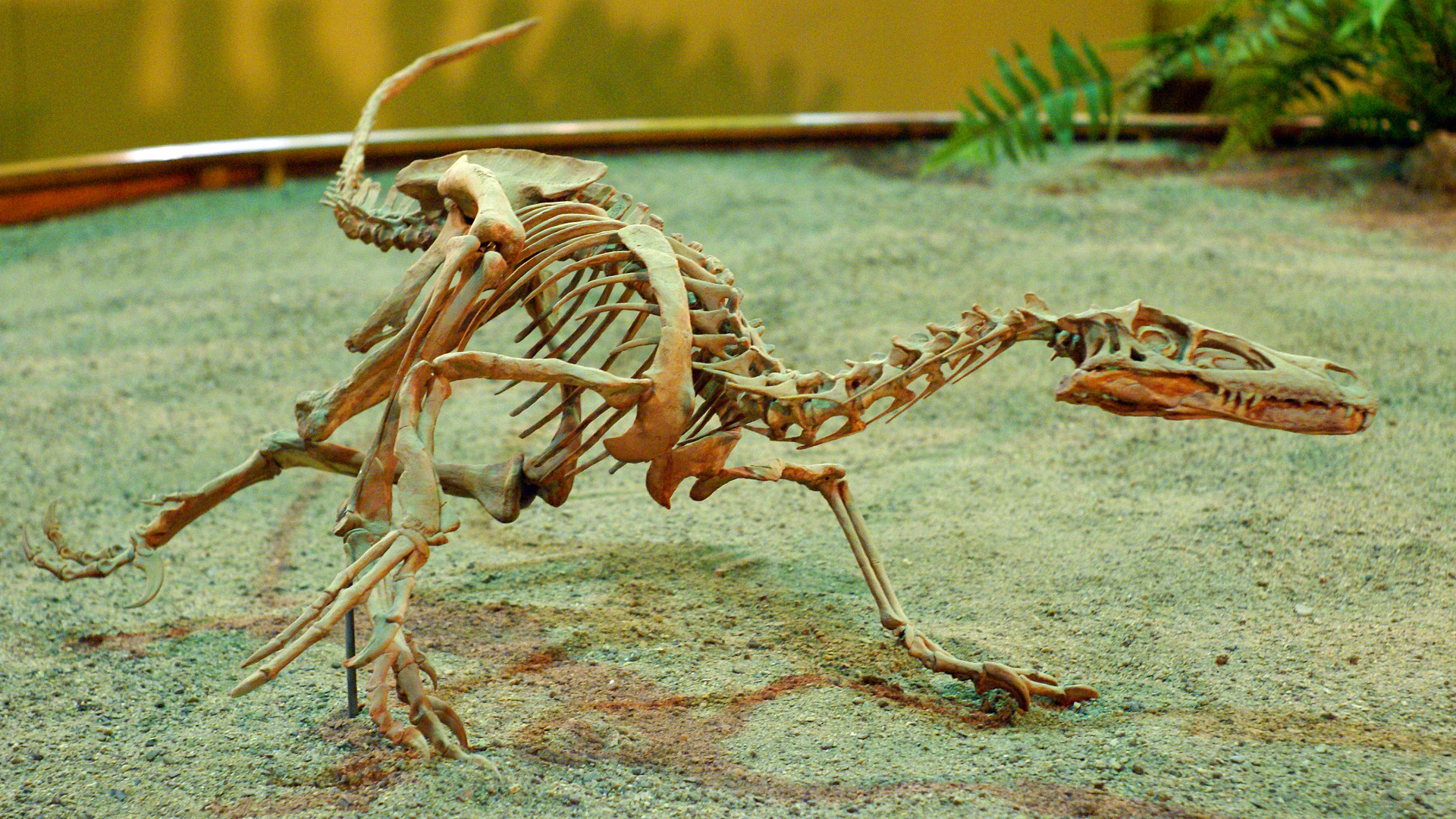 Velociraptor