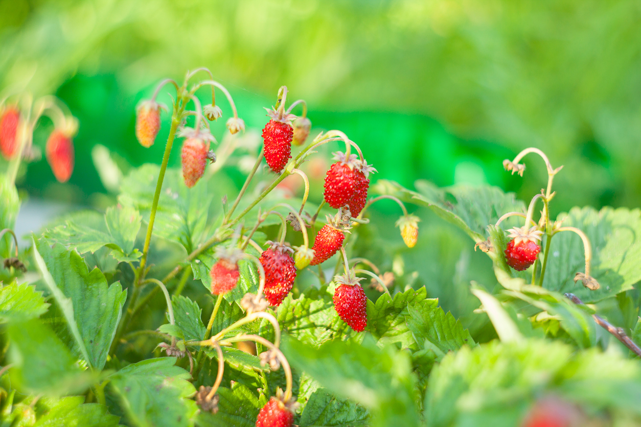 Měsíční jahody: Vypěstujte si drobné jahůdky báječné chuti na vlastním  balkoně. Čas výsevu je tady! | Prima Living