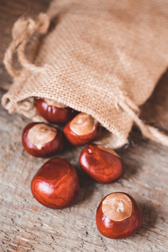 Sbírejte kaštany! Přestanou vás bolet záda a nebudete mít rýmu
