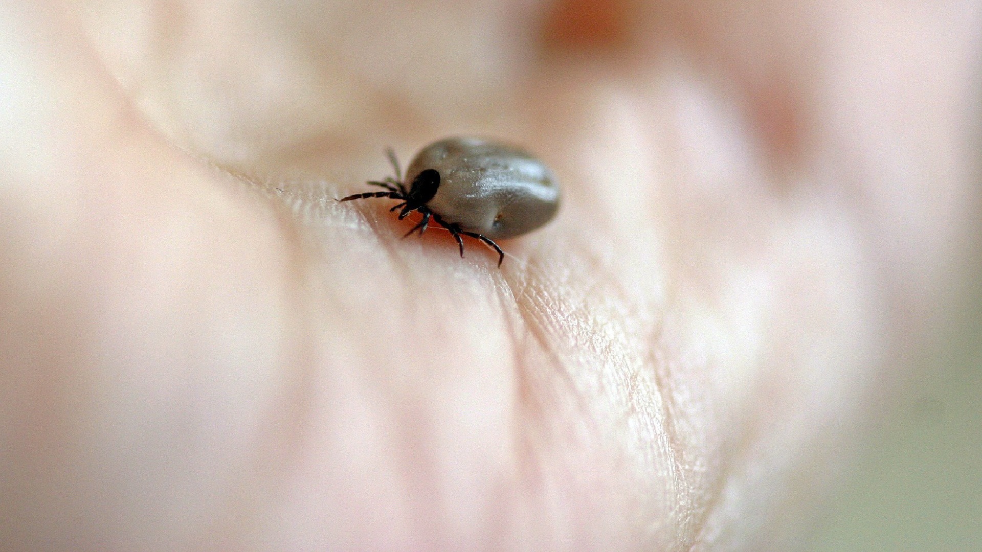 Klíště obecné (Ixodes ricinus)