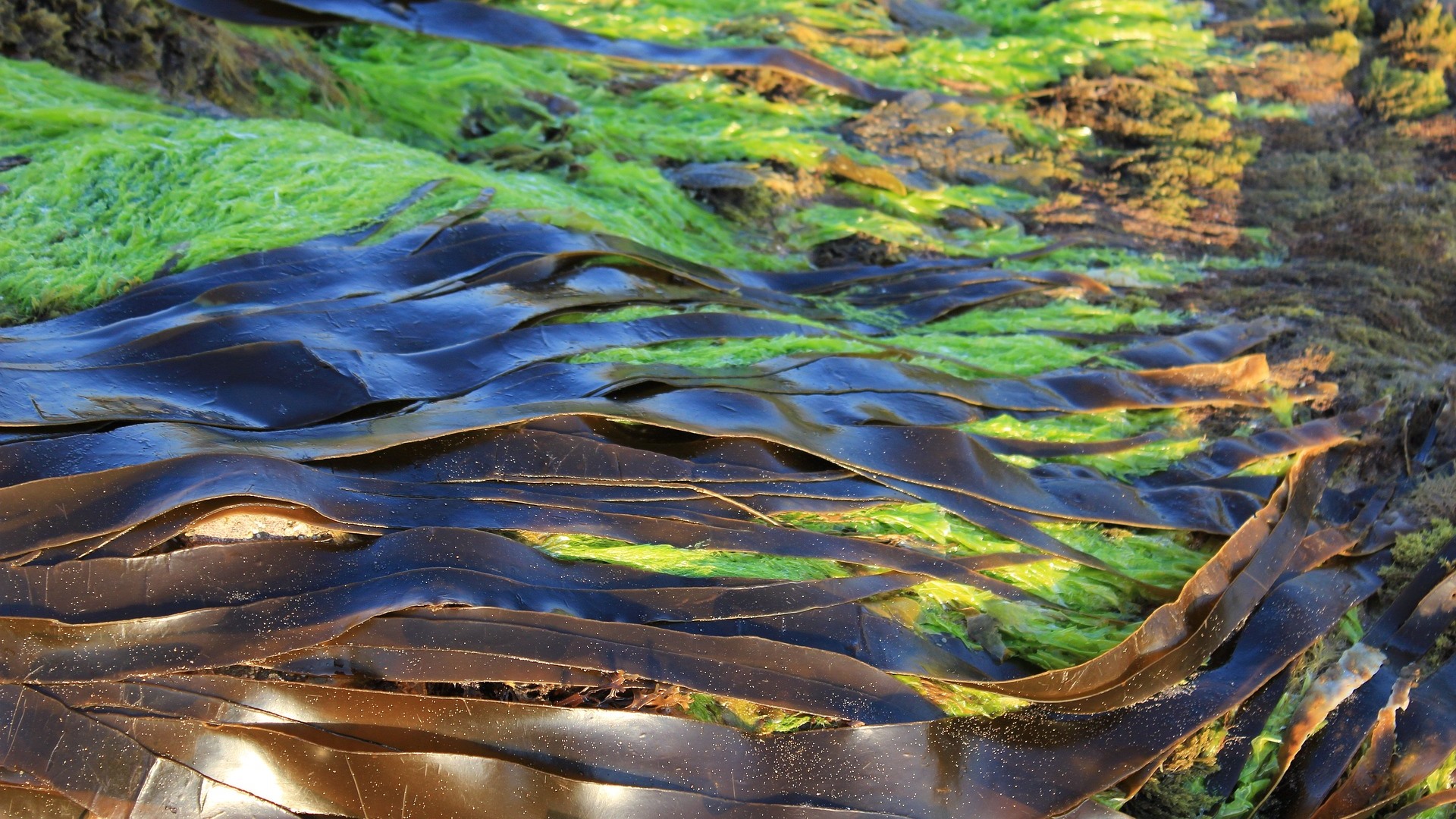 Biopalivo z řas? Proč ne?