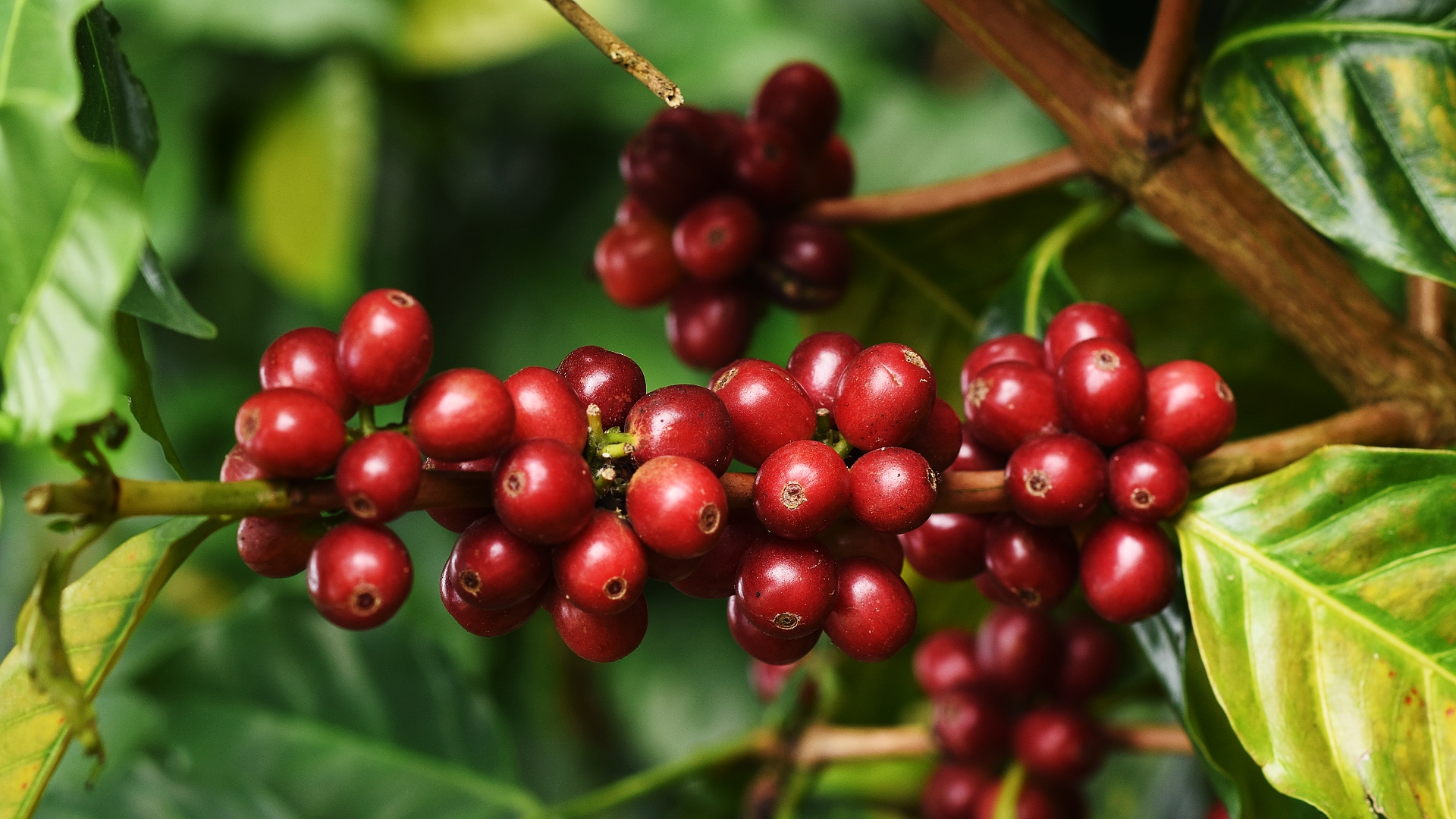Robusta - nejlepší káva
