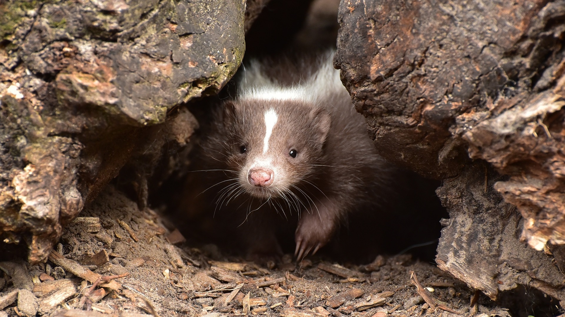 Skunk číhá... a jeho smrad je silný a dávka přesná