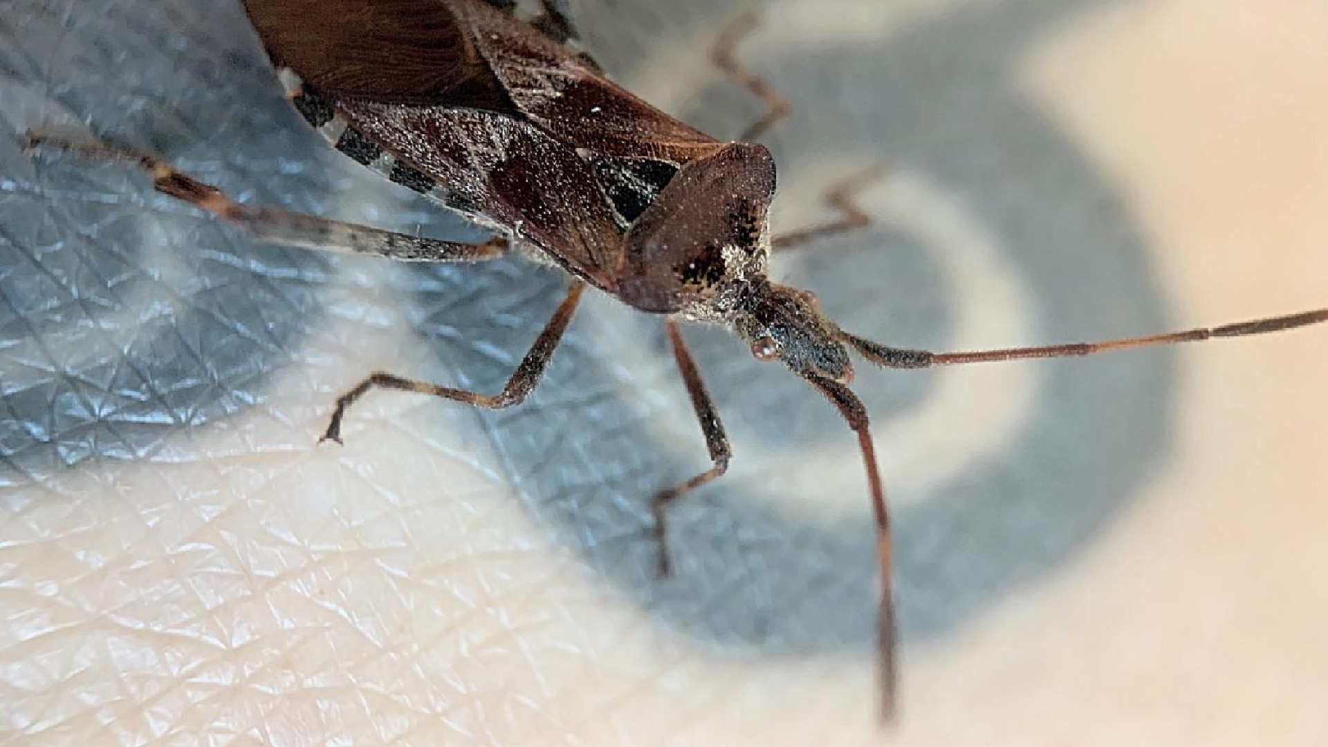 Leptoglossus_occidentalis v Praze