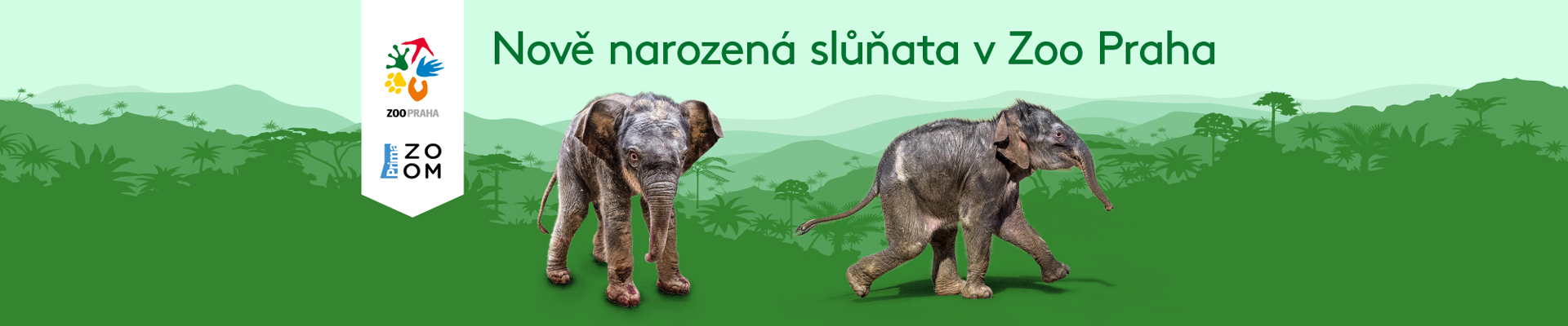 Mladá slůňata Mladá slůňata