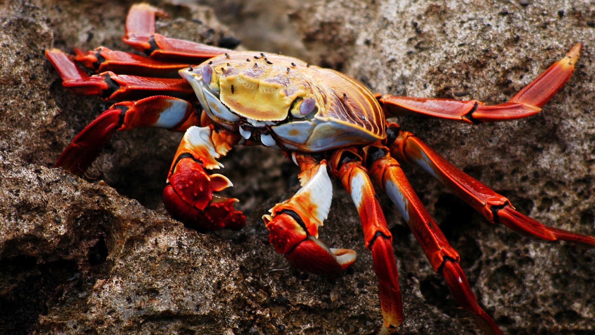 Půvabný galapážský krab druhu Grapsus grapsus