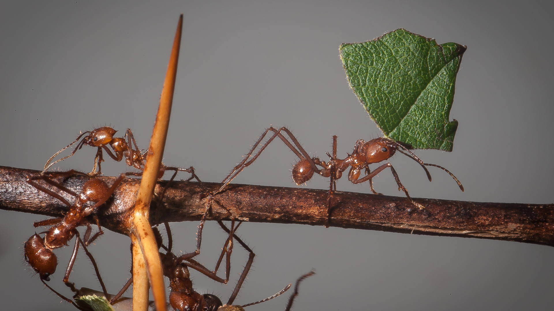Atta cephalotes