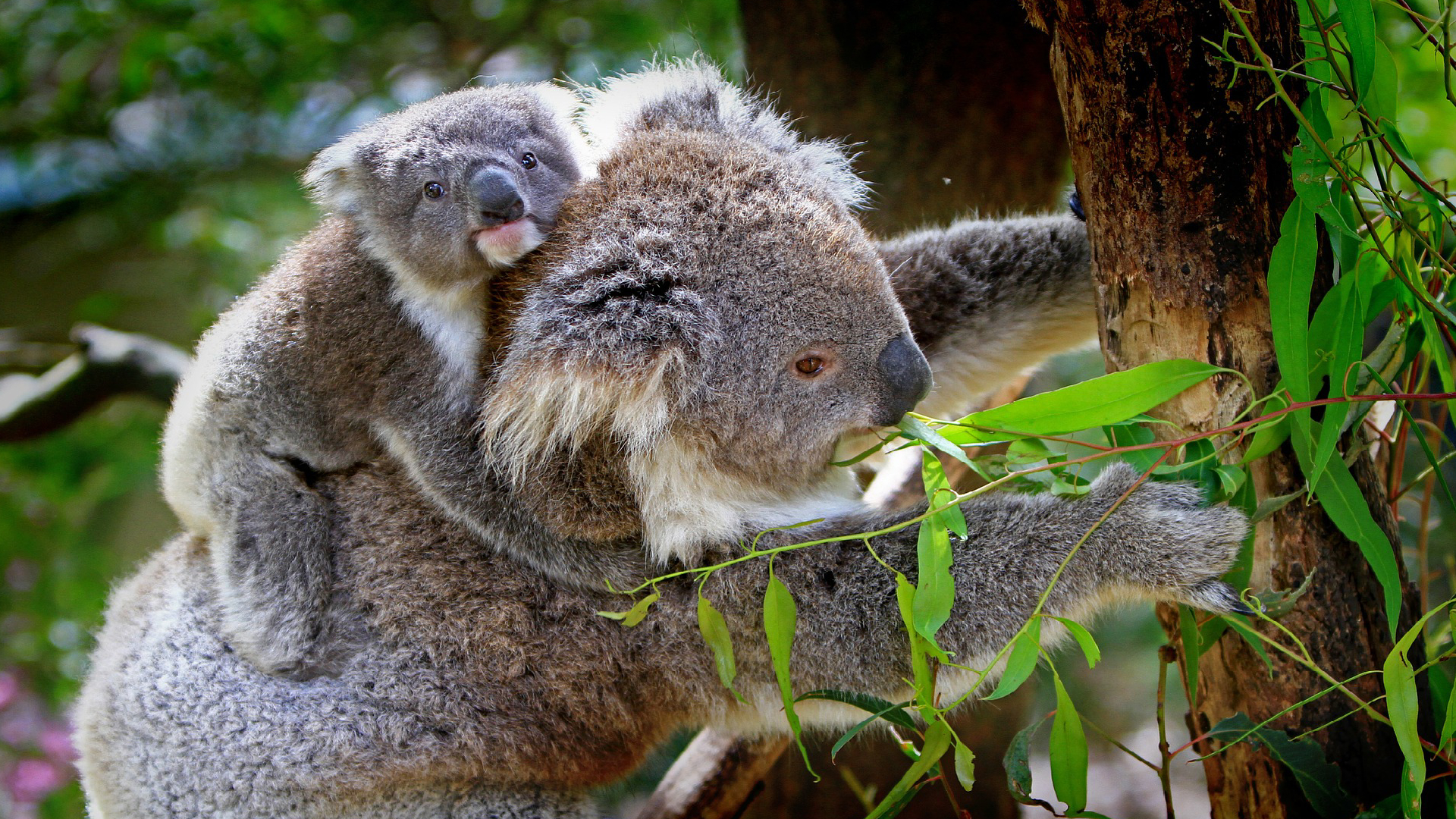 Koala s mládětem pojídá listy jedovatého eukalyptu