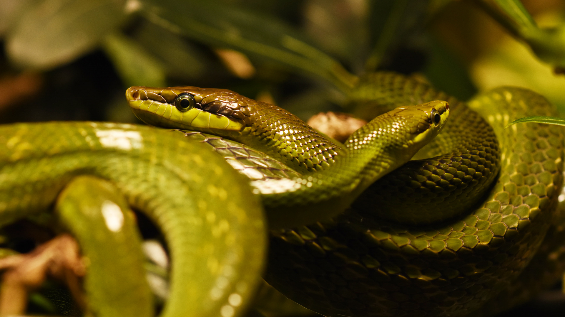 Užovka ostronosá Gonyosoma oxycephala