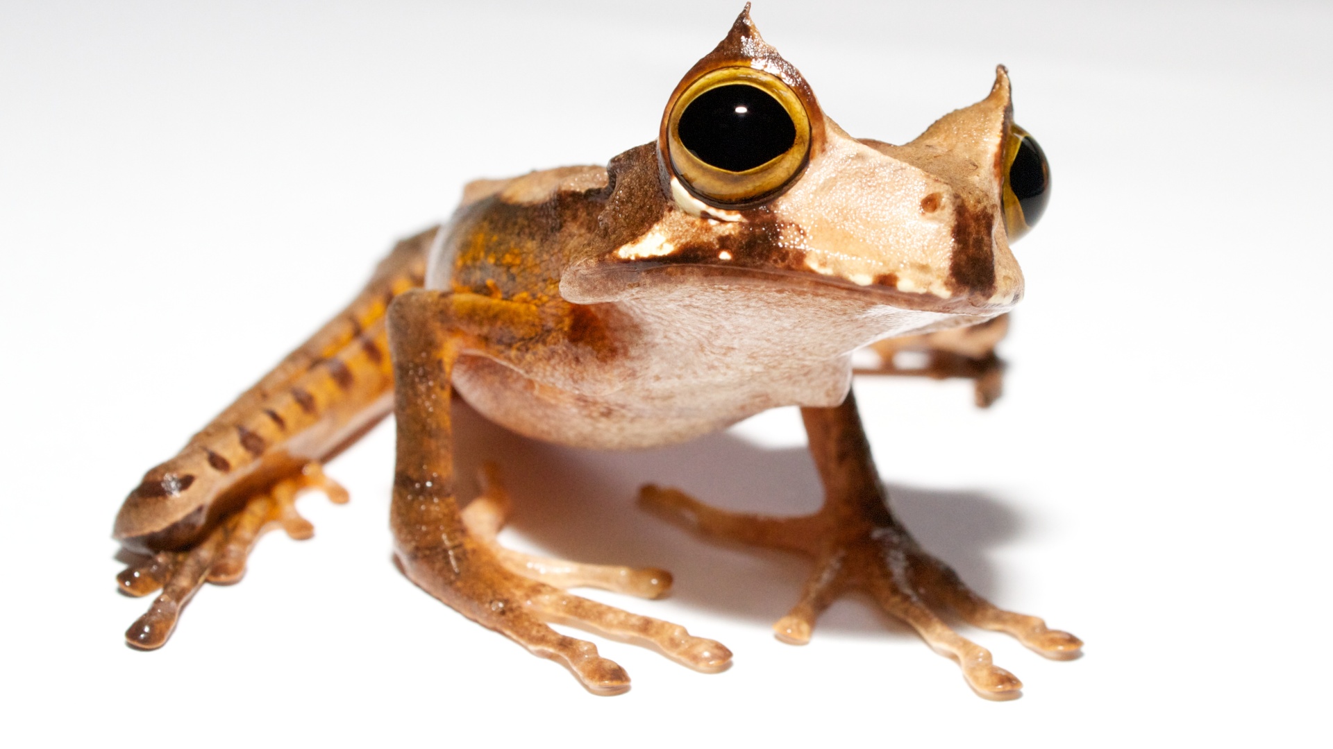Znovu nalezená vakorosnička rohatá (Gastrotheca cornuta)