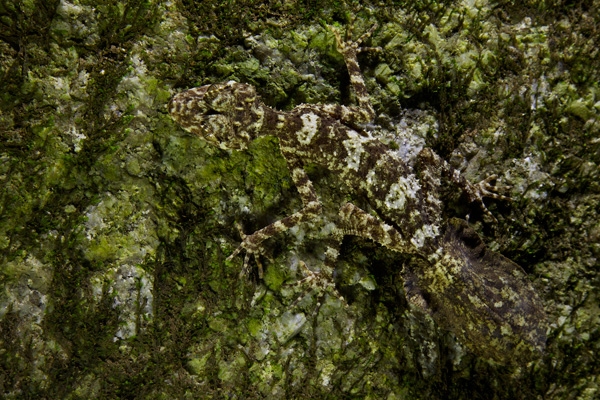 Nově objevený gekon Foto: Tim Laman / National Geographic