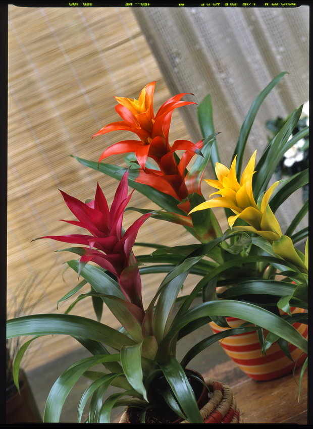 Guzmánie/Guzmania voila, Foto: Jindřich Votýpka Guzmánie/Guzmania voila Foto: Jindřich Votýpka