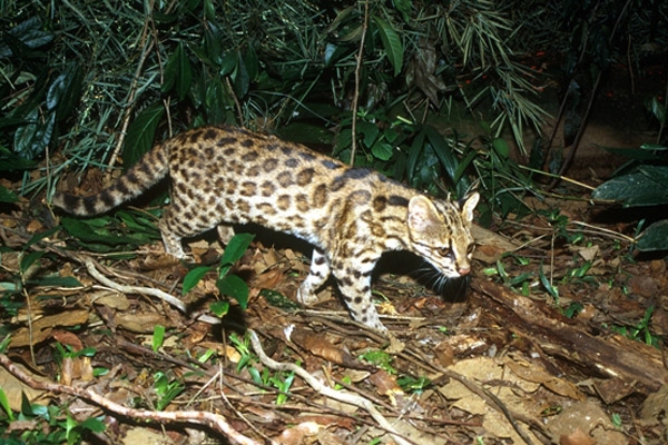 Leopardus guttulus Foto: Projeto Gatos do Mato - Brasil/Project Wild Cats of Brazil. Read more at http://news.mongabay.com/2013/1223-top-new-species-2013.html#8jBKVzR03r4PGMY1.99