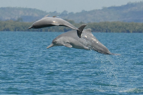 Nově objevení delfíni Foto: Guido Parra