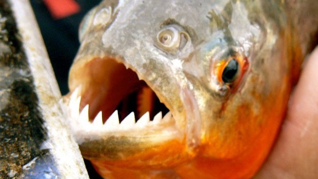 Zuby z ryby