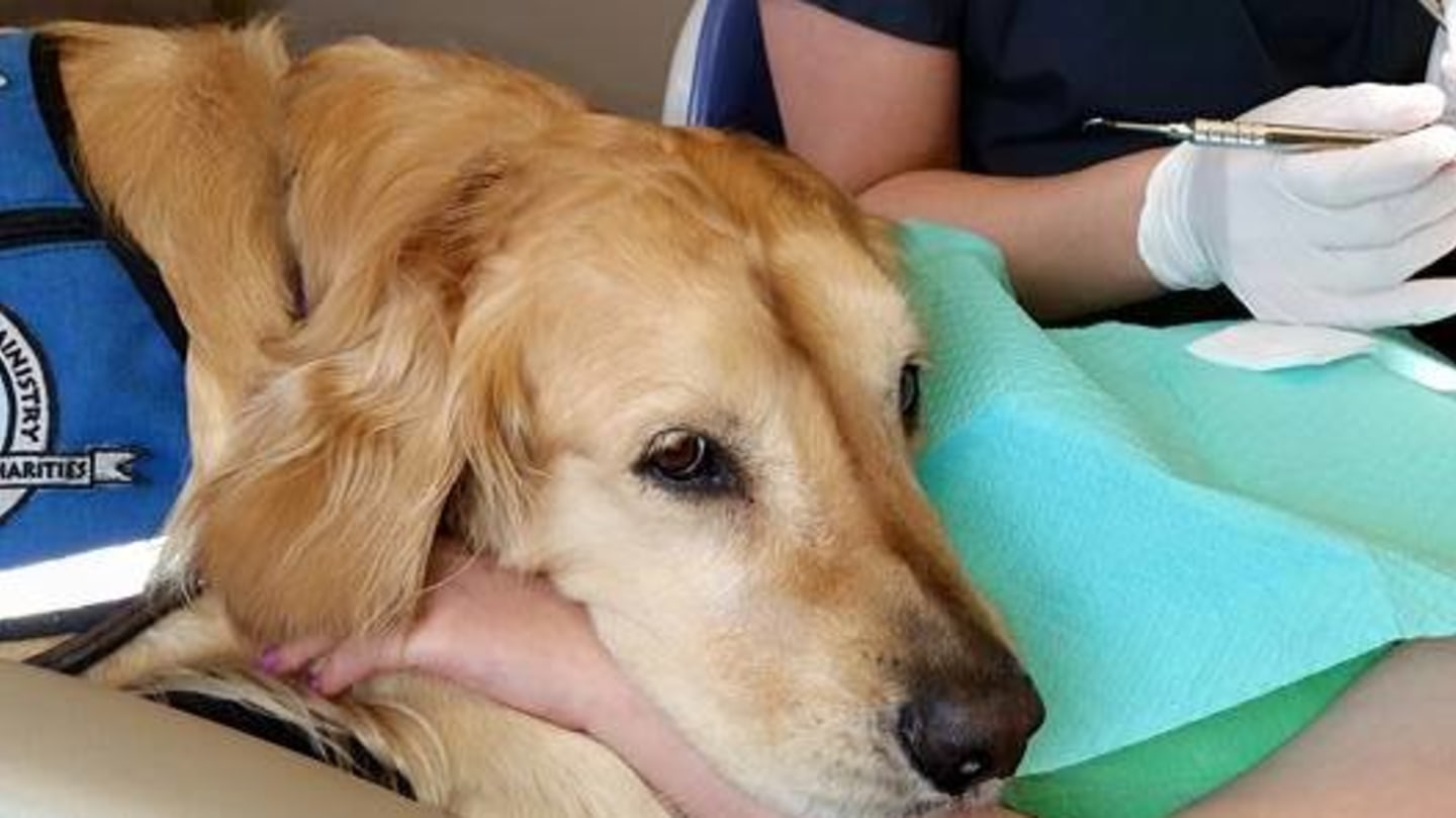 An assistance therapy dog is hired by a veterinarian to assist in soothing and comforting distressed and fearful pets, providing them with comfort.tp - LifeAnimal