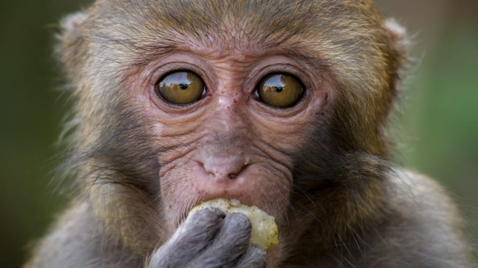 Makakové formozští jsou na Tchaj-wanu vedle lidí jedinými primáty