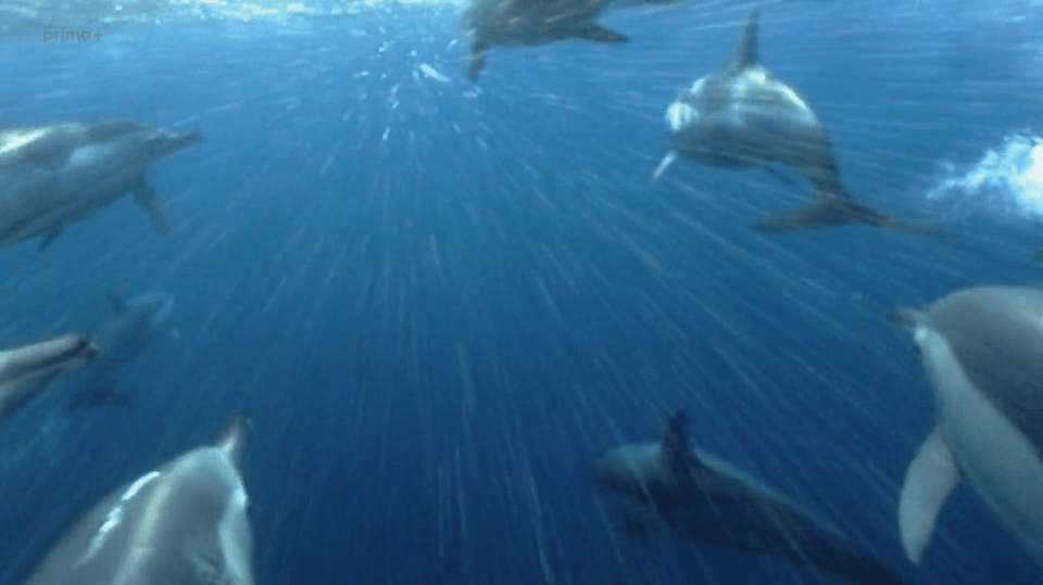 Mocné oceány S1 (1) - Velký lov sardinek