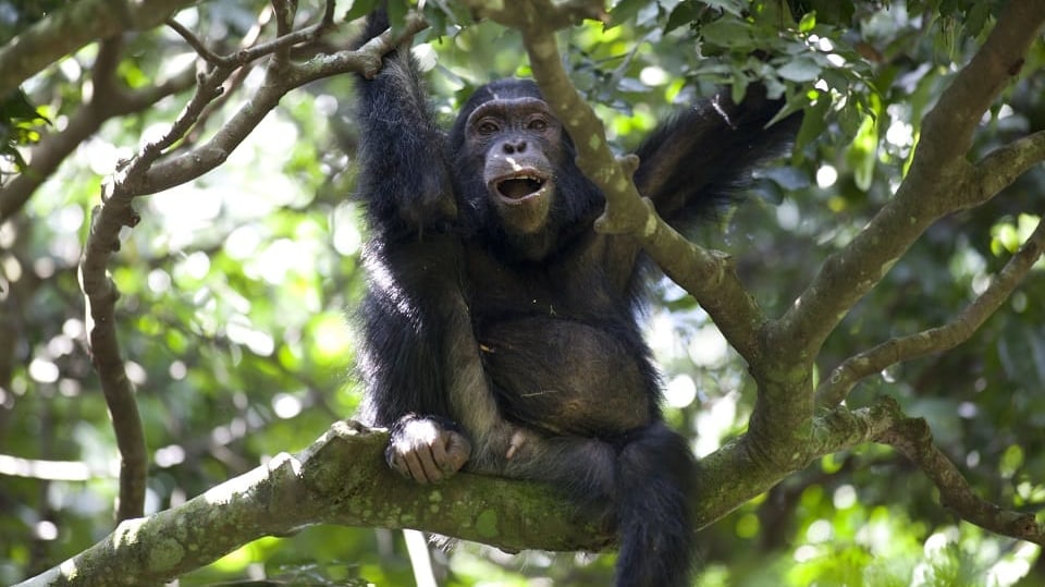 Šimpanzi ze ztraceného kaňonu