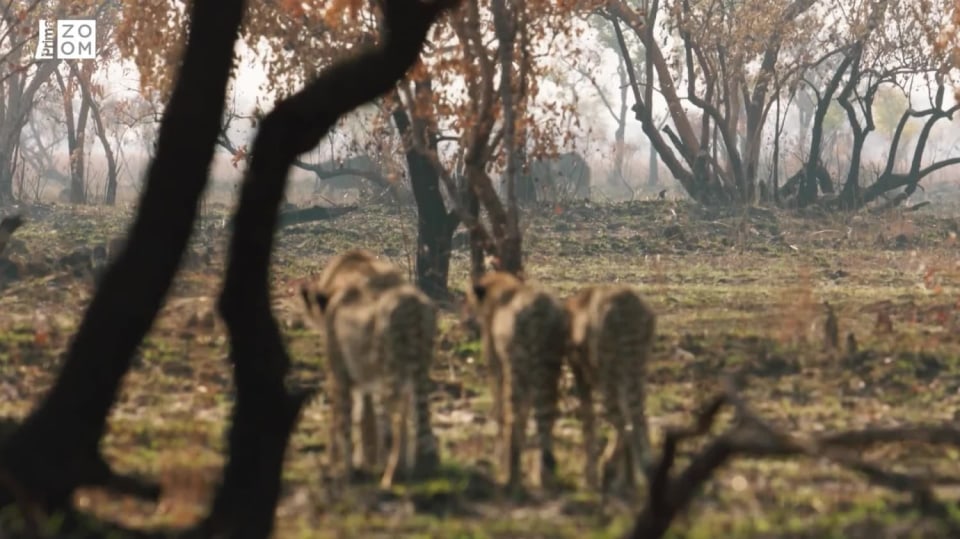Zvířecí dynastie S2 (4) – Gepard loví pakoně