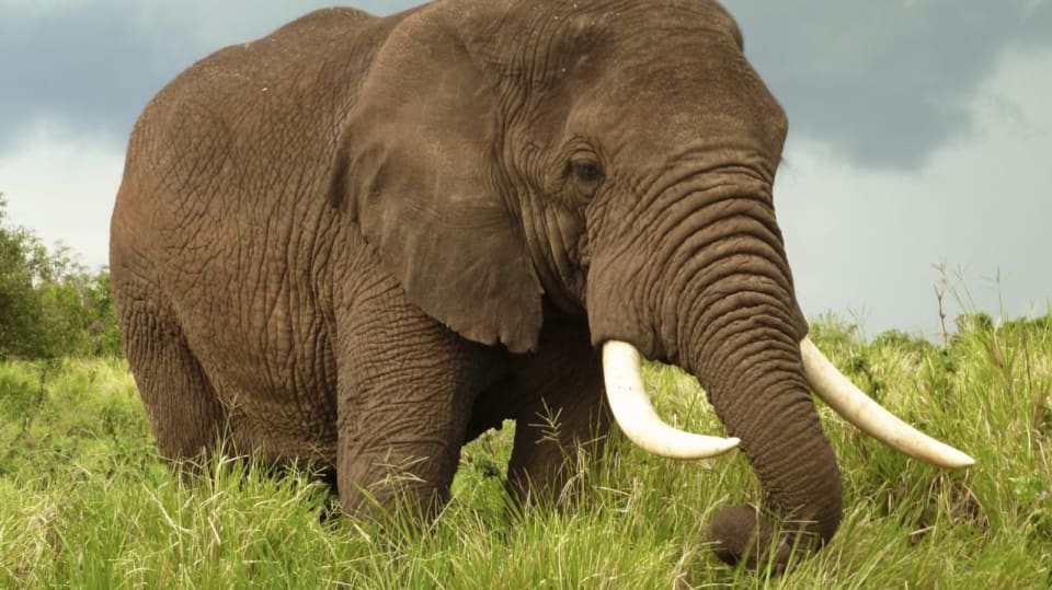 Záhada obřích slonů