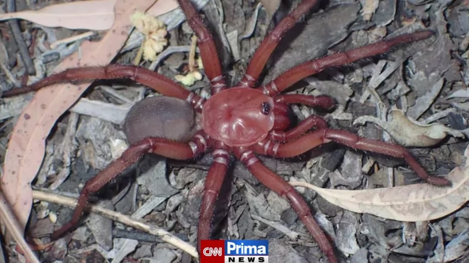 Vědci se radují z objevu nového druhu pavouka