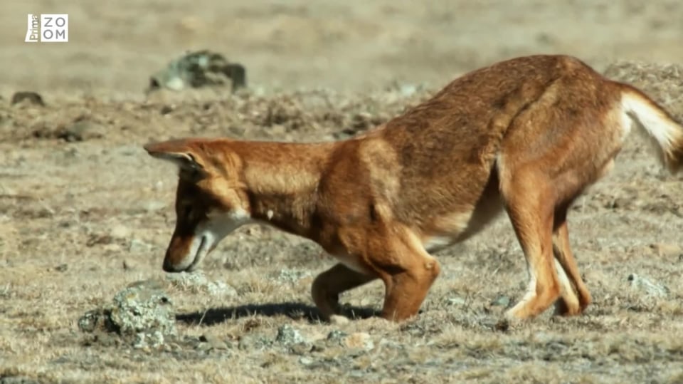 Záhadná planeta (4) – Lov vlčka etiopského