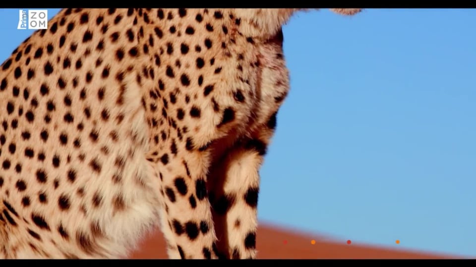 Neuvěřitelné schopnosti zvířat (3) – gepard