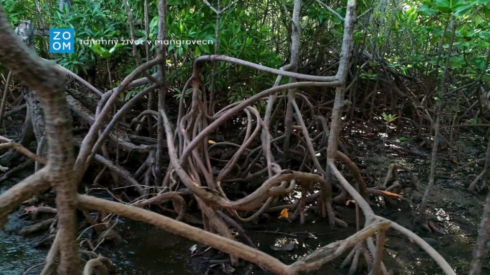 Tajemný život v mangrovech (1) - upoutávka