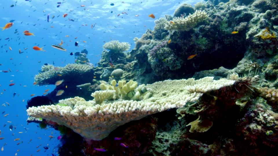 David Attenborough: Velký bariérový útes (1) - upoutávka