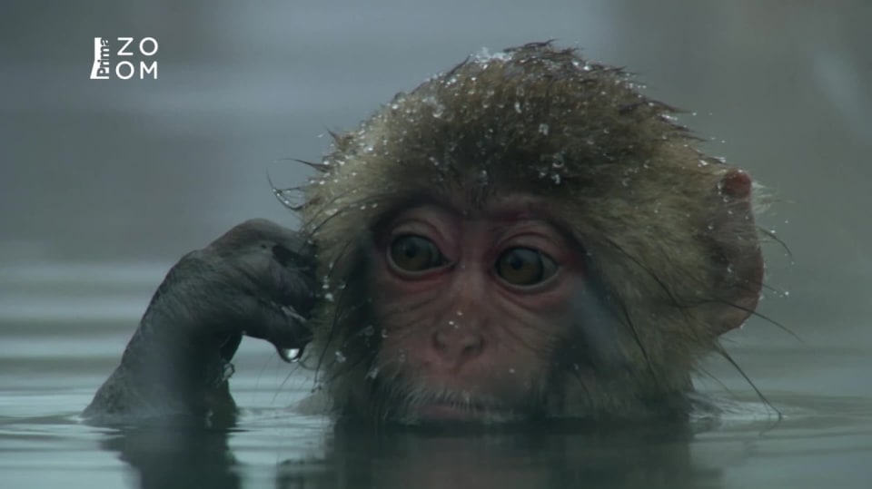 Úžasný svět opic (2) - Upoutávka HbbTV
