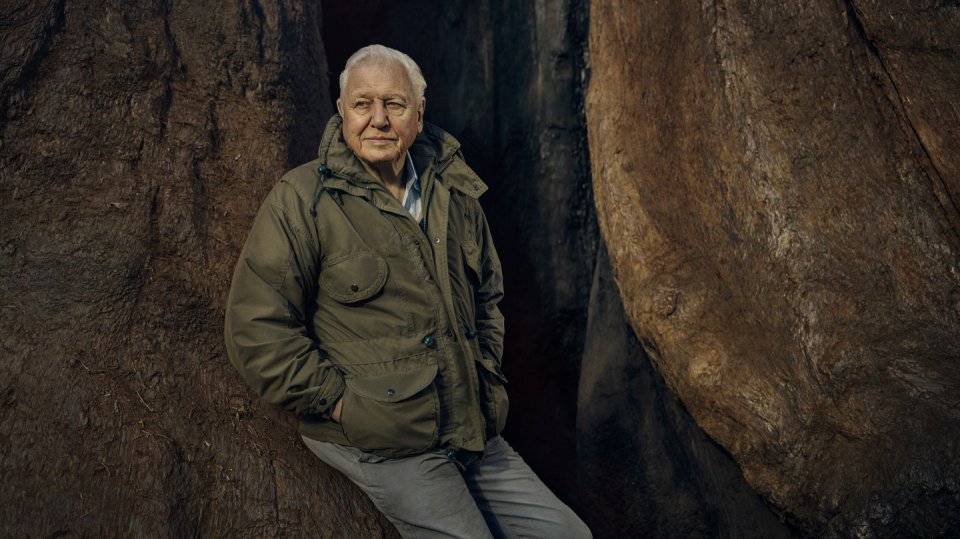 Legendární britský dokumentarista David Attenborough oslavil 8. května 98. narozeniny. Navštivte spolu s ním v pořadu Zelená planeta divoký svět rostlin, kde jeden život může trvat i tisíc let