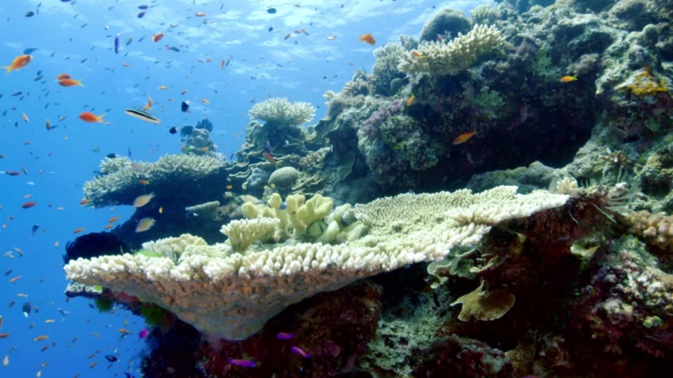 David Attenborough: Velký bariérový útes (1) - upoutávka