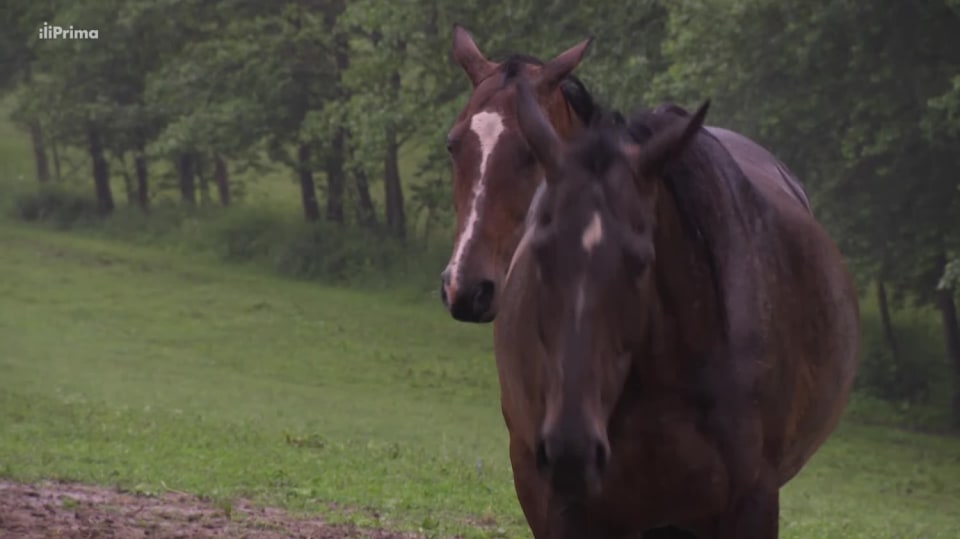 Prima Mazlíček: Domov pro koně