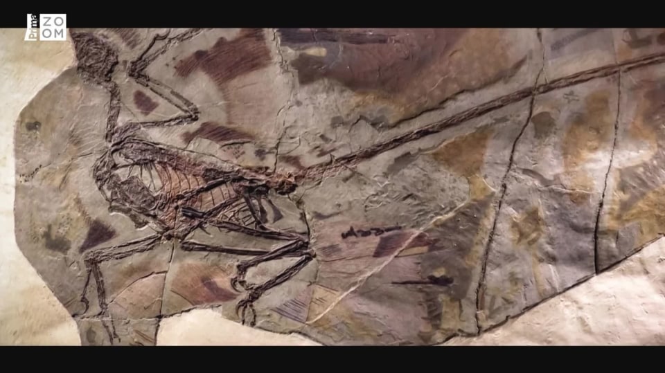 Dinosauři se Stephenem Fryem S1 (2) – Opeření dinosauři