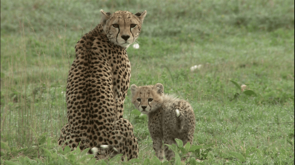 Síla instinktů S1 (1) - Velká pětka: Gepardi za Serengeti