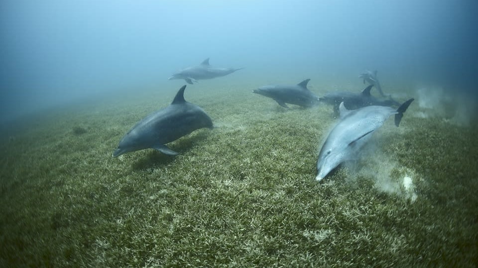 Adoptováni delfíny