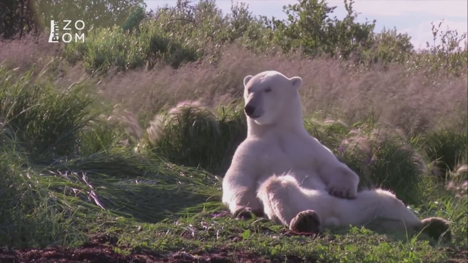 Léto ve městě ledních medvědů 1 - upoutávka HbbTV